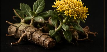 Rhodiola Rosea root and flower